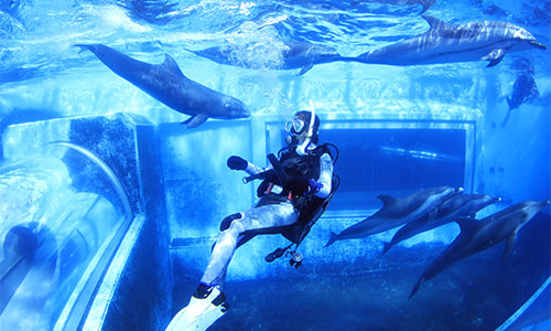 ドルフィンダイブ