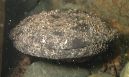 リバーダイビング オオサンショウウオ