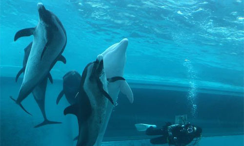 イルカとダイビング